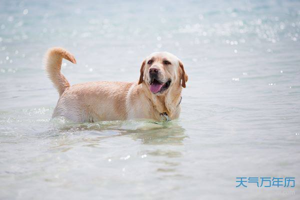 万年历 十二生肖 生肖运势  属狗人生于十一月,大雪之时:沐浴林风