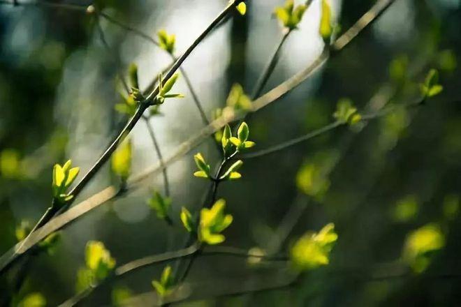 开始抽出嫩芽草木感受到光,温,湿度的变化在