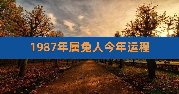 1987年属兔人今年运程,87年属兔人2024年运势