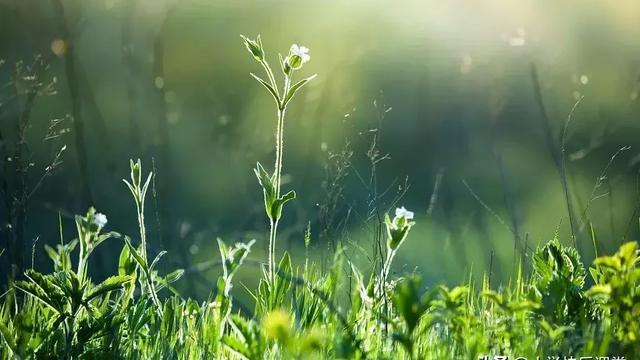 客土植危根,逢春犹不死. 草木虽无情,因依尚可生.