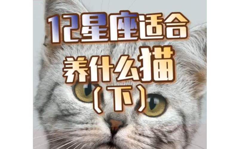 哪个星座的女生像猫 猫系少女较像猫的星座