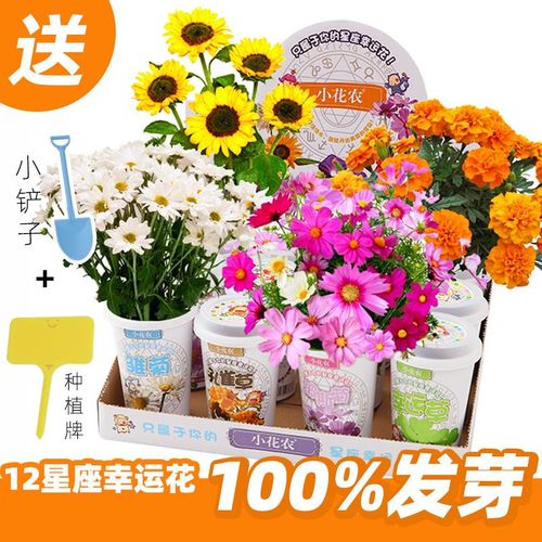 小花农十二星座幸运花 创意益智手工diy盆栽stem套装植物学生奖品