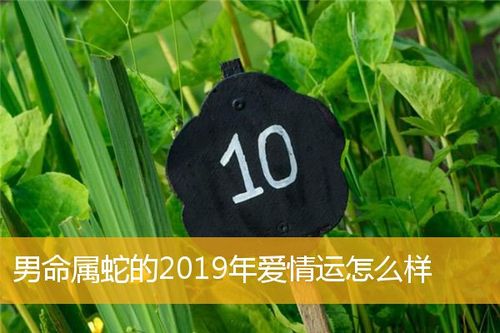 男命属蛇的2023年爱情运怎么样