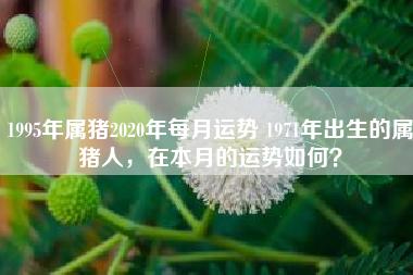 1995年属猪2023年每月运势 1971年出生的属猪人,在本月的运势如何?